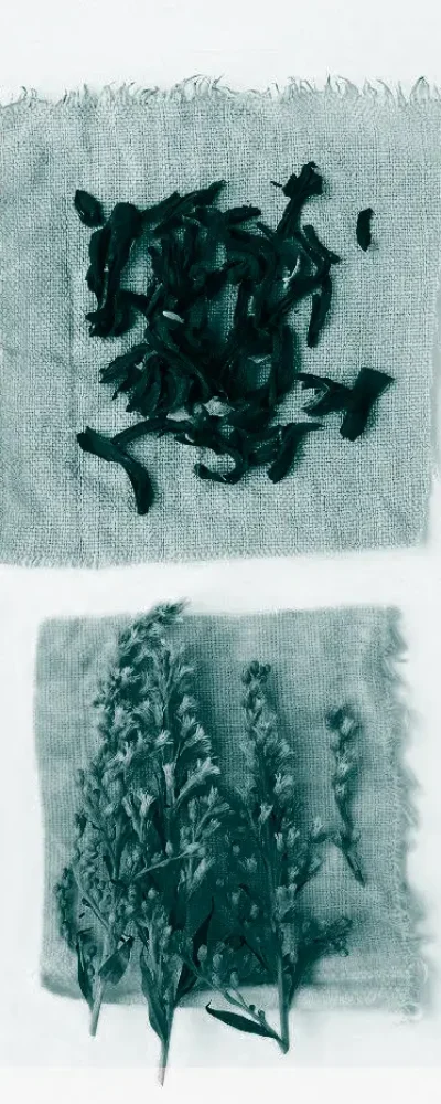 ZEEZAD organic garment dyeing organic-garment-dyeing_